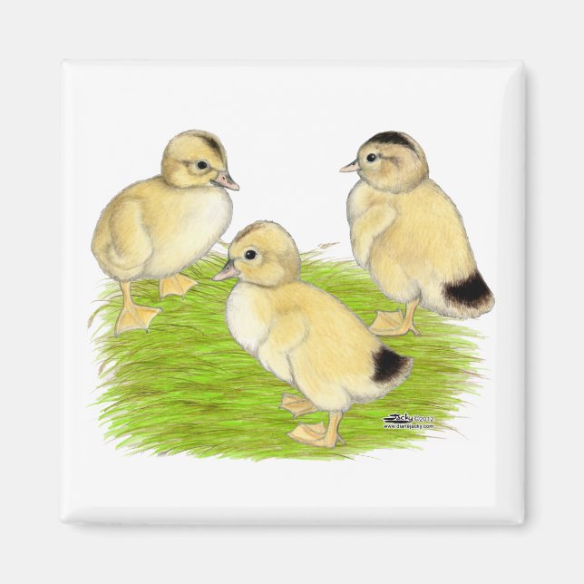 Silver Appleyard Ducklings Magnet (Front)