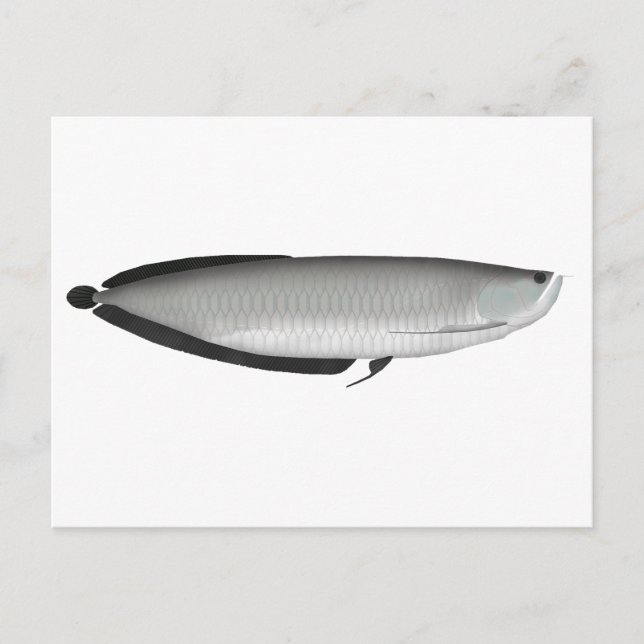 Silver Arowana Postcard (Front)