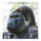 Silver Back Gorilla