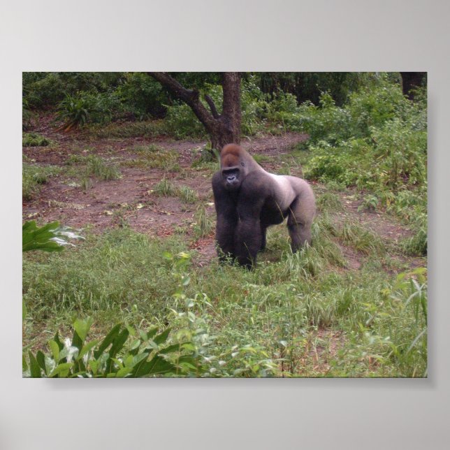 Silver Back Poster (Front)