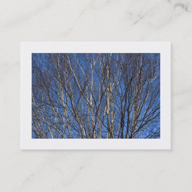 Silver Birch Branches 02 (Bordered) Business Card (Front)