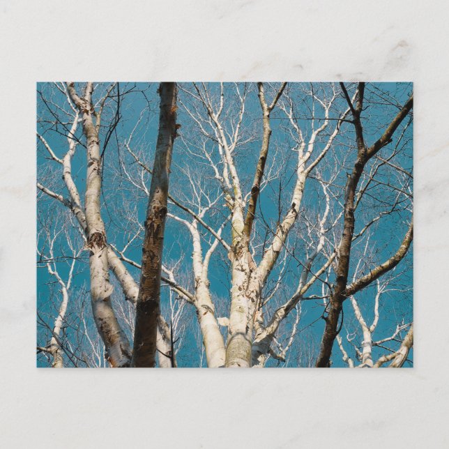 Silver Birch Branches in the Sun Postcard (Front)