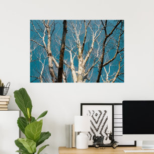 Silver Birch Branches in the Sun Poster