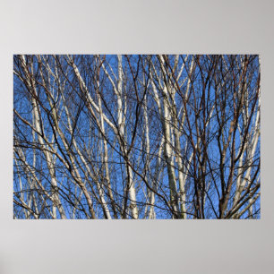 Silver Birch Branches Poster