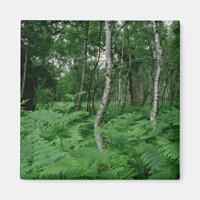 Silver birch trees and ferns, Sherwood Forest Magnet (Front)