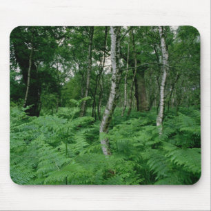 Silver birch trees and ferns, Sherwood Forest Mouse Pad
