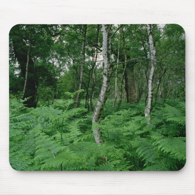 Silver birch trees and ferns, Sherwood Forest Mouse Pad (Front)