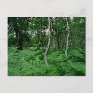 Silver birch trees and ferns, Sherwood Forest Postcard