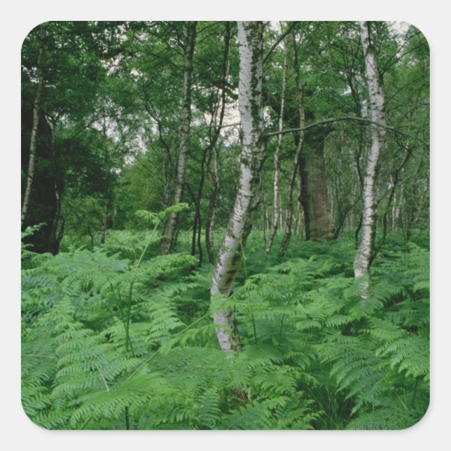 Silver birch trees and ferns, Sherwood Forest Square Sticker (Front)