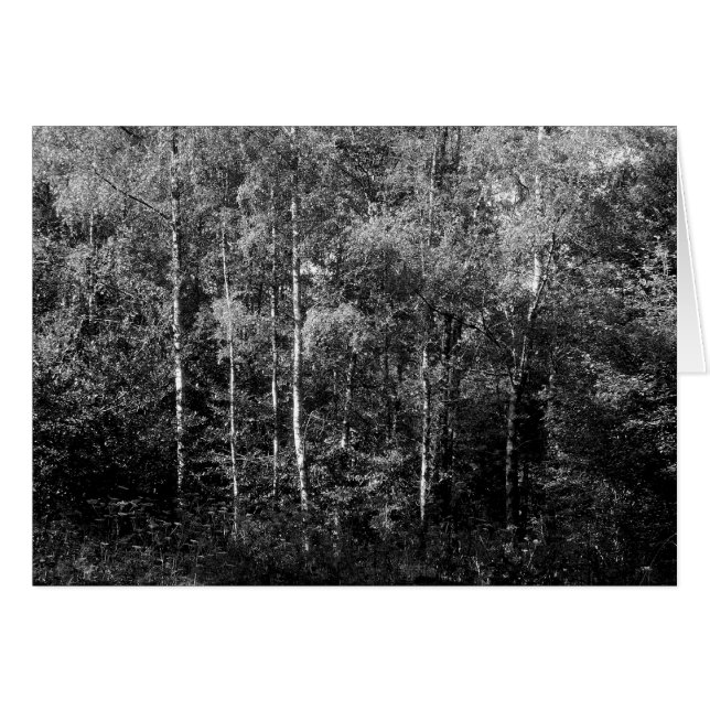 Silver Birch Trees B&W (Front Horizontal)