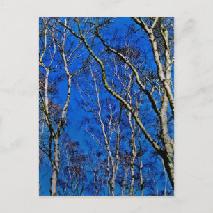 Silver birch trees postcard