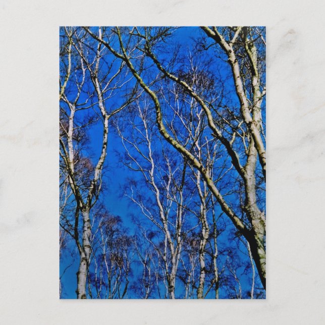 Silver birch trees postcard (Front)