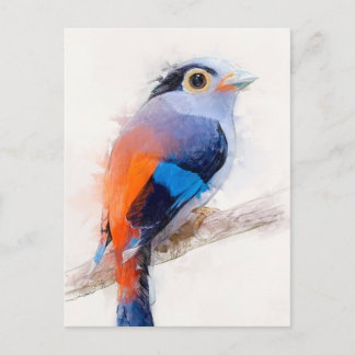 Silver-breasted Broadbill Portrait Postcard