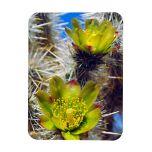 Silver Cholla Cactus Wildflowers Magnet