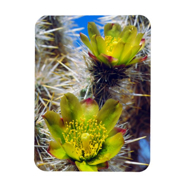 Silver Cholla Cactus Wildflowers Magnet (Vertical)