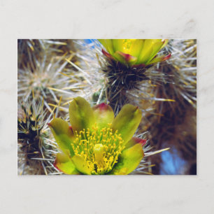 Silver Cholla Cactus Wildflowers Postcard