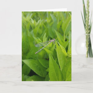 Silver Dragonfly Notecards (Blank Inside)