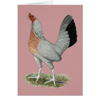 Silver Duckwing Game Hen