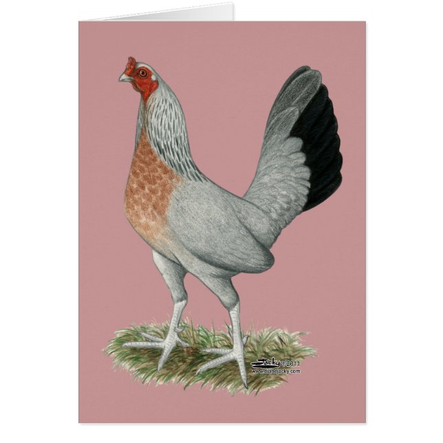 Silver Duckwing Game Hen (Front)
