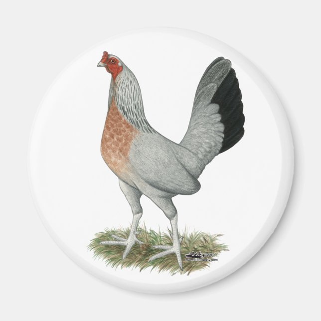Silver Duckwing Game Hen Magnet (Front)