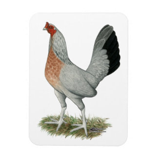 Silver Duckwing Game Hen Magnet