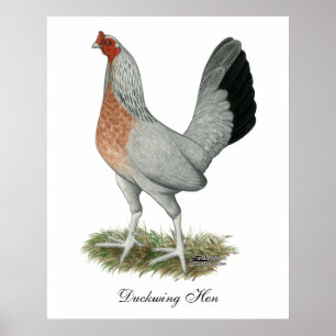 Silver Duckwing Game Hen Poster