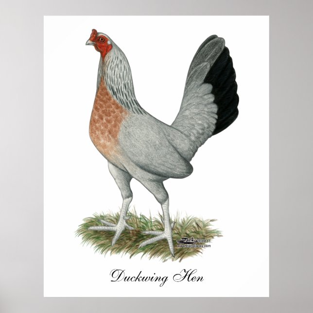 Silver Duckwing Game Hen Poster (Front)