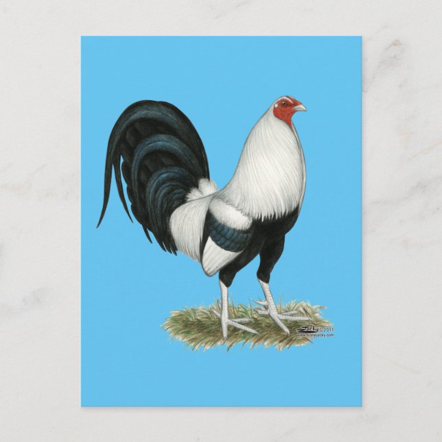 Silver Duckwing Gamecock Postcard (Front)