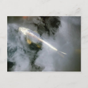 Silver Fish in Water and Clouds Postcard