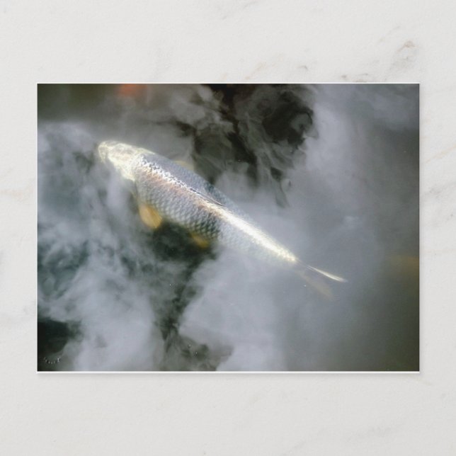 Silver Fish in Water and Clouds Postcard (Front)