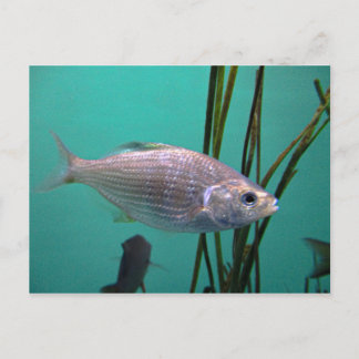 Silver Fish Postcard