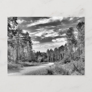 Silver Forest Postcard