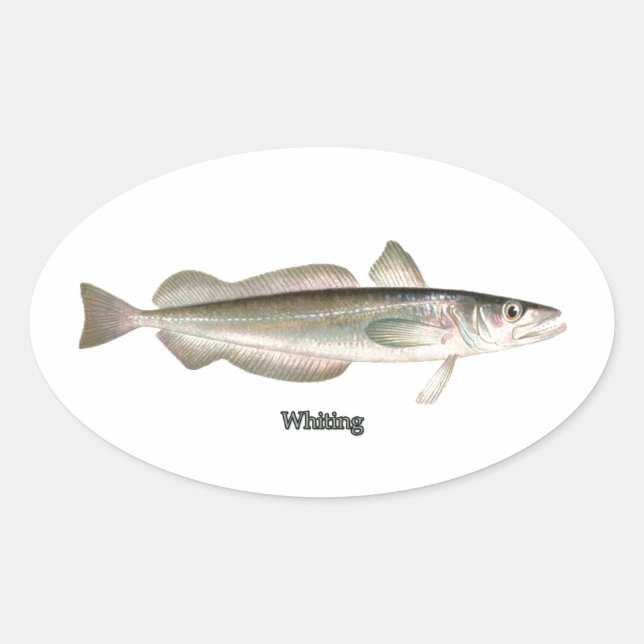 Silver Hake - Whiting Oval Sticker (Front)