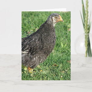 Silver Laced Wyandotte Chick Card
