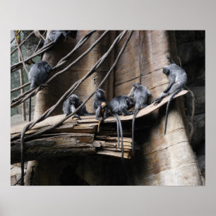 Silver Langur Monkey Troop with Baby Poster