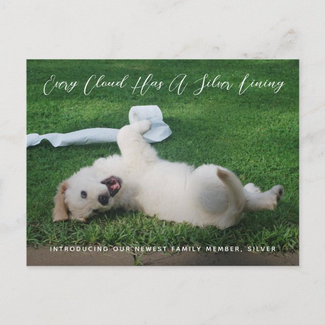 Silver Lining Photo Pet Adoption Announcement (Front)