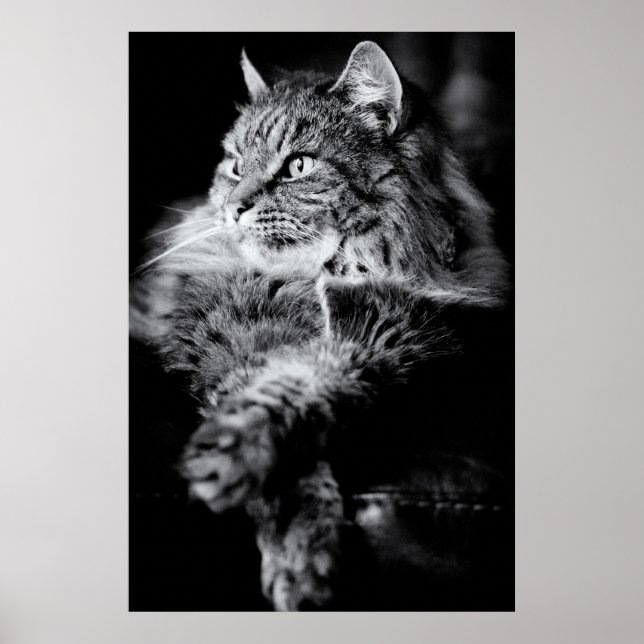 Silver Long Hair Tabby Cat Poster (Front)