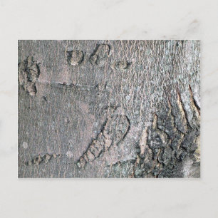 Silver Maple bark Postcard