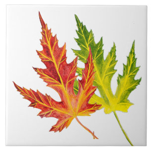 Silver Maple on a Ceramic Tile
