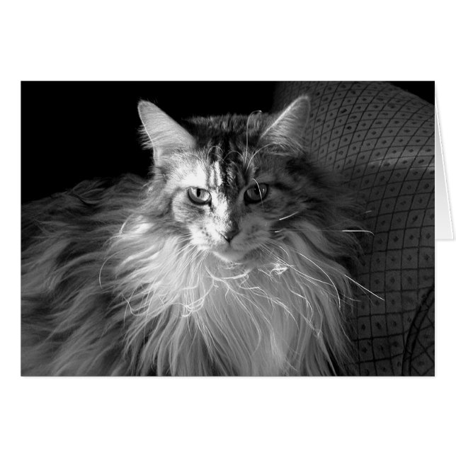 Silver Patched Tabby with White Maine Coon cat (Front Horizontal)