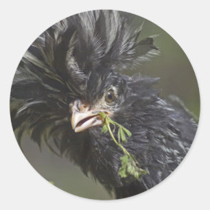 Silver Polish Rooster Classic Round Sticker