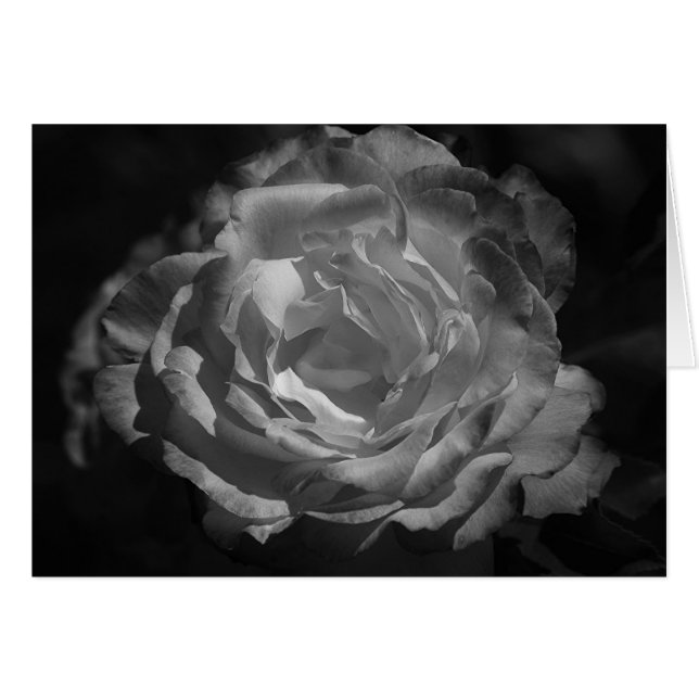 Silver Rose (Front Horizontal)