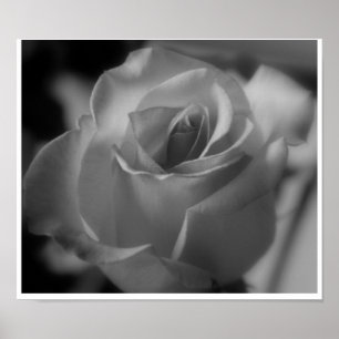 Silver Rose Poster