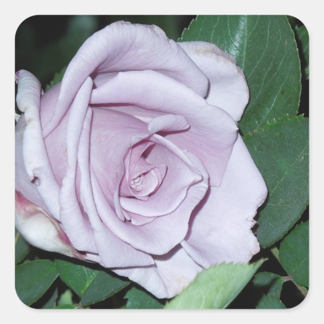 Silver Rose Square Sticker (Front)