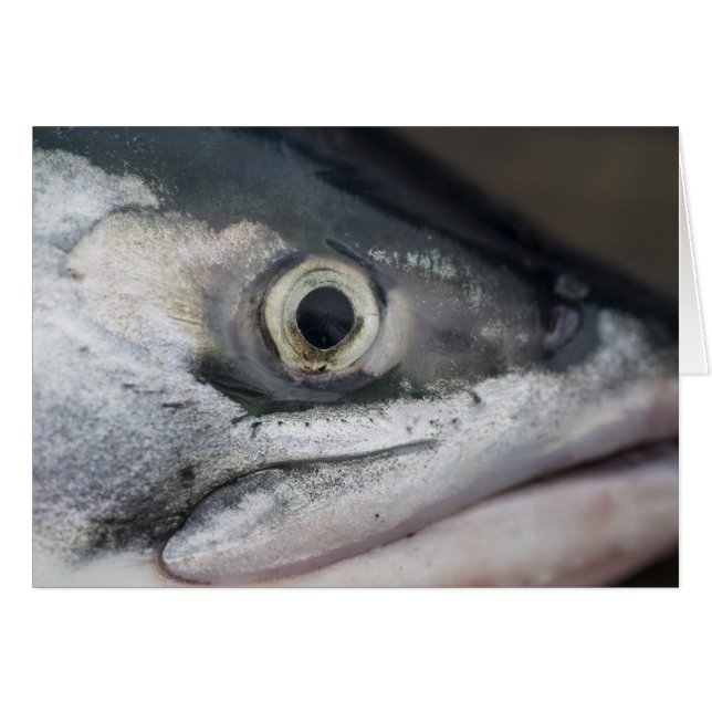 Silver Salmon Face (Front Horizontal)