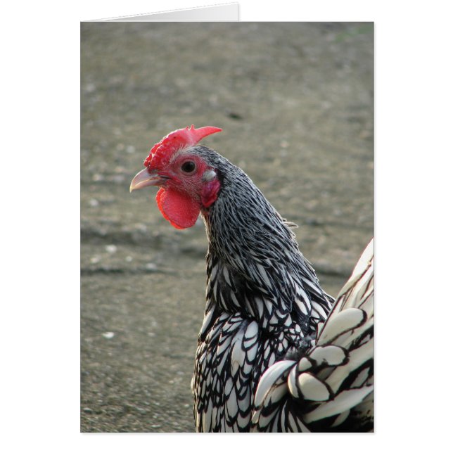 Silver Sebright Bantam Rooster (Front)
