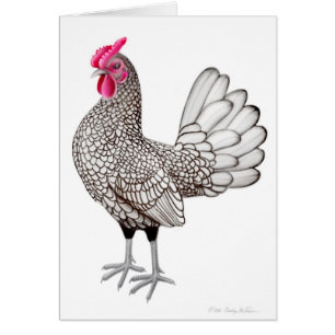 Silver Sebright Bantam Rooster Card