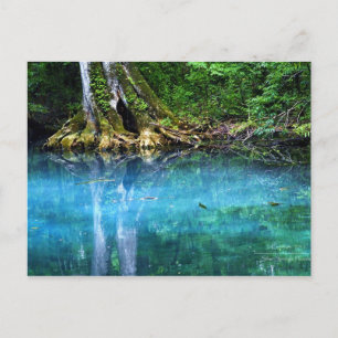 Silver Springs River Postcard