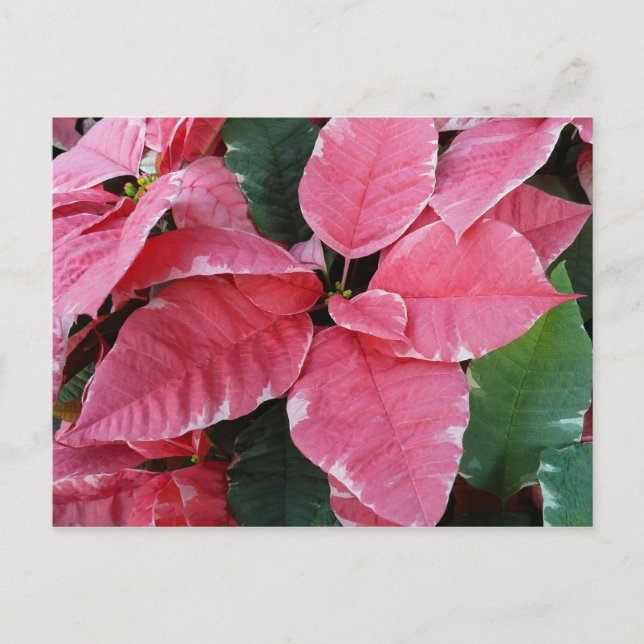 Silver Star Marble Poinsettias Pink Holiday Floral Postcard (Front)