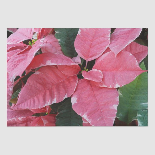 Silver Star Marble Poinsettias Pink Holiday Floral Tissue Paper (Front)